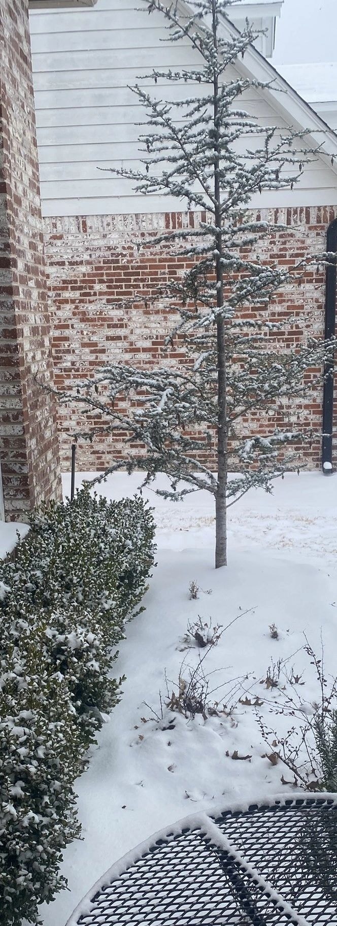Snow-covered courtyard with evergreen tree — finding calm in a winter storm